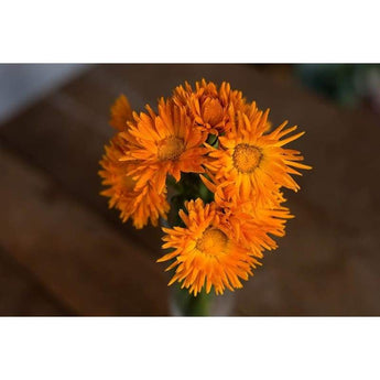 Calendula - Radio - Flowers