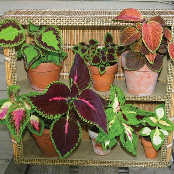 Rainbow Mix Coleus - Flowers