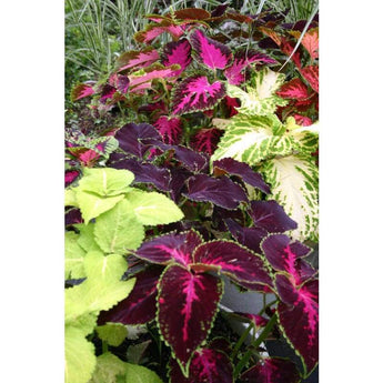 Coleus - Rainbow Mix - Flowers