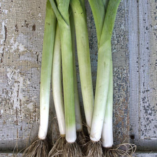 Rally Leek (Organic F1 Hybrid 85 Days) - Vegetables