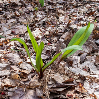 Ramps ’Wild Leeks’ - Spring