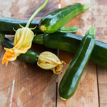 Raven Summer Squash (F1 Hybrid 48 Days) - Vegetables