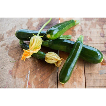 Raven Summer Squash (F1 Hybrid 48 Days) - Vegetables