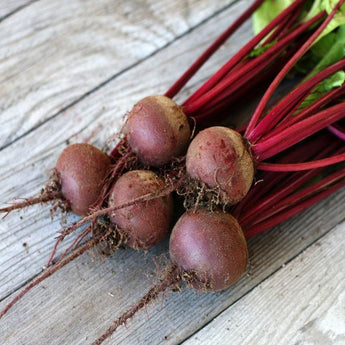 Red Cloud Beet (F1 Hybrid 50 Days) - Vegetables