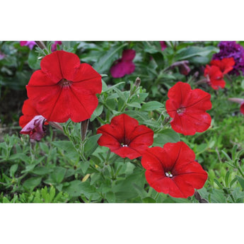 Red Easy Wave Petunia - Flowers