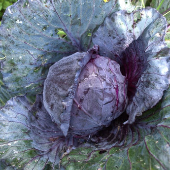 Red Express Cabbage (60 Days) - Vegetables