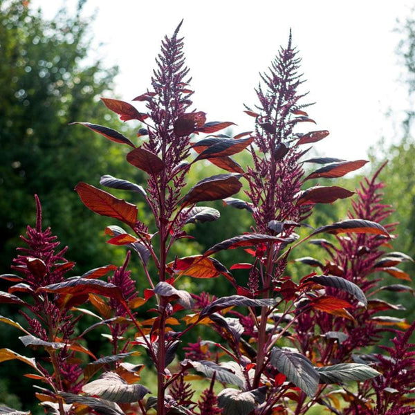 Red Garnet Amaranth (55 Days) – Pinetree Garden Seeds