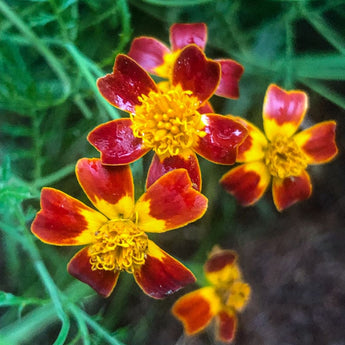 Red Gem Marigold