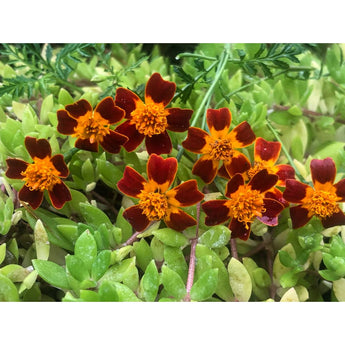 Red Gem Marigold