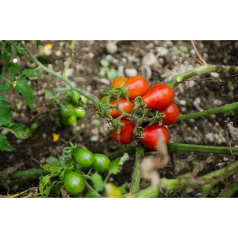 Red Pear Tomato (80 Days) - Vegetables