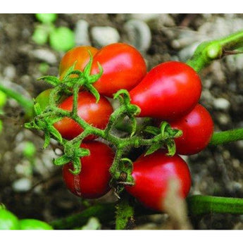 Red Pear Tomato (80 Days) - Vegetables