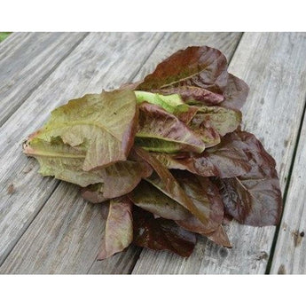 Red Romaine Lettuce (50 Days) - Vegetables