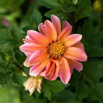 Redskin Mix Dahlia - Flowers