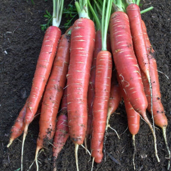 Redsun Carrot (F1 Hybrid 70 Days)