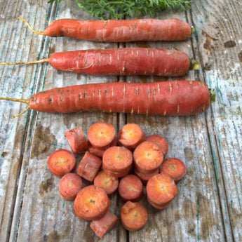 Redsun Carrot (F1 Hybrid 70 Days)