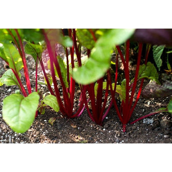 Rhubarb Swiss Chard (55 Days) - Vegetables