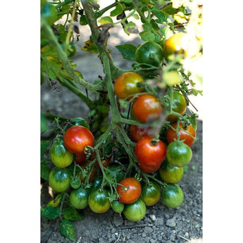 Riesenstraube Tomato (Heirloom 80 Days) - Vegetables