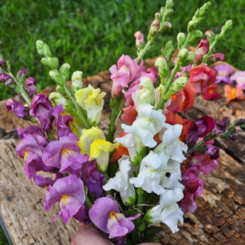 Rocket Mix Snapdragon - Flowers