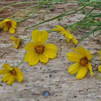 Rocky Mountain Zinnia - Flowers