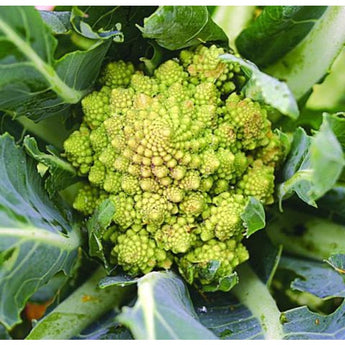 Cauliflower Seeds – Pinetree Garden Seeds