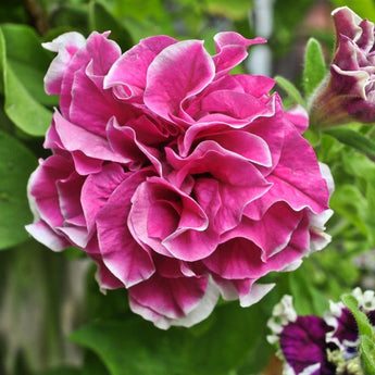 Rose Pirouette Petunia - Flowers