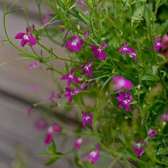 Rose Trailing Lobelia - Flowers