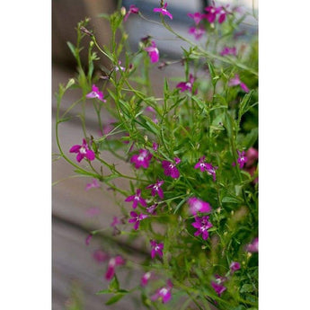 Lobelia - Rose Trailing - Flowers