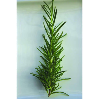 Rosemary - Herbs