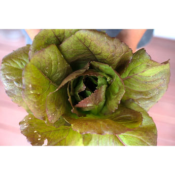 Rouge DHiver Lettuce (Heirloom 60 Days) - Vegetables