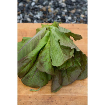 Rouge DHiver Lettuce (Heirloom 60 Days) - Vegetables