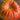 Rouge Vif D’Etampes Pumpkin (Heirloom 105 Days) - Vegetables