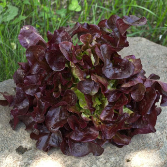 Rouxai Lettuce (47 Days) - Vegetables