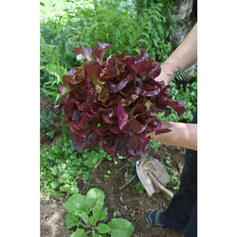 Rouxai Lettuce (47 Days) - Vegetables