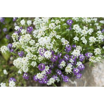 Royal Carpet Alyssum - Flowers