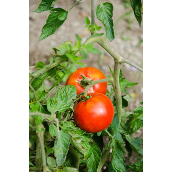 Rutgers Tomato (73 Days) - Vegetables