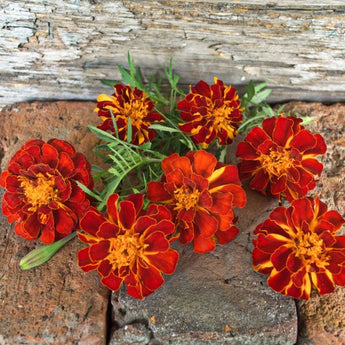 Safari Red Marigold - Flowers