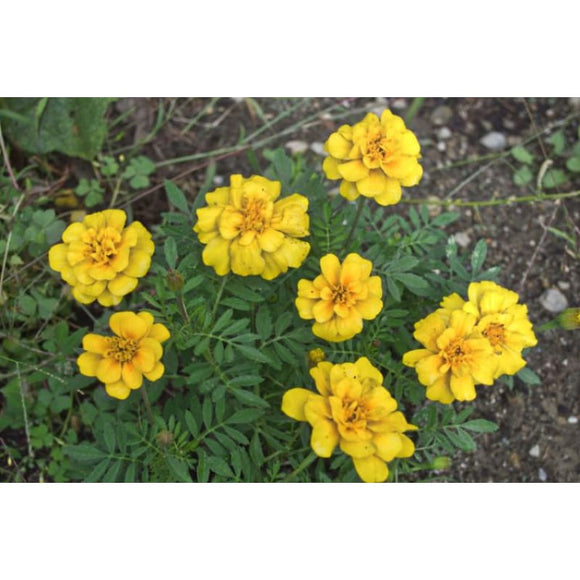 Safari Yellow Marigold – Pinetree Garden Seeds