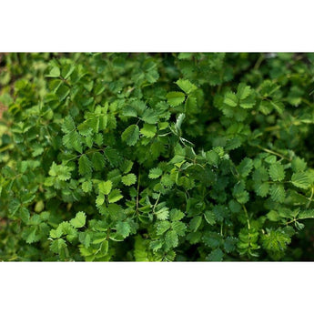 Salad Burnet - Herbs