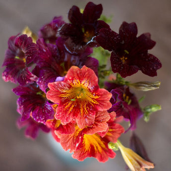 Salpiglossis - Royale Mix - Flowers