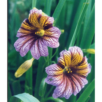 Salpiglossis - Royale Mix - Flowers