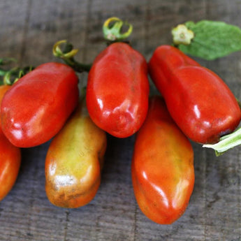 San Marzano Tomato (Heirloom 82 Days) - Vegetables