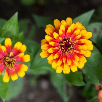 Scarlet and Yellow Swizzle Zinnia - Flowers