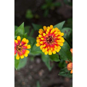 Zinnia - Scarlet And Yellow Swizzle - Flowers