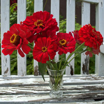 Scarlet Flame Zinnia - Vegetables