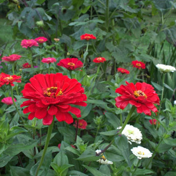 Scarlet Flame Zinnia - Vegetables