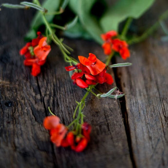 Scarlet Runner Bean (Heirloom 80 Days) Vegetables