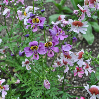 SCHIZANTHUS - ANGEL WINGS - Flowers