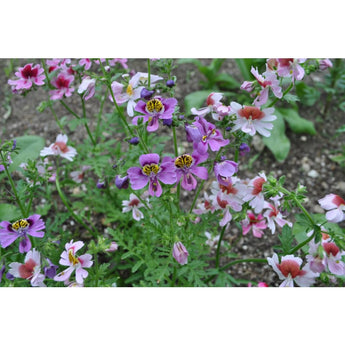 SCHIZANTHUS - ANGEL WINGS - Flowers