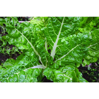 Sea Foam Swiss Chard (53 Days) - Vegetables