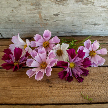 Sea Shell Mix Cosmos - Flowers